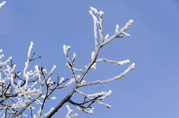 Natura Ghiacciata Inverno Italia — Foto Stock