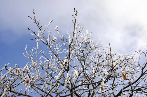 Natura Ghiacciata Inverno Italia — Foto Stock