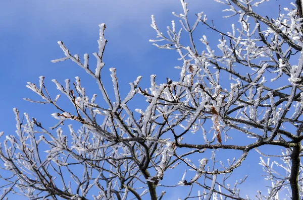 Natura Ghiacciata Inverno Italia — Foto Stock