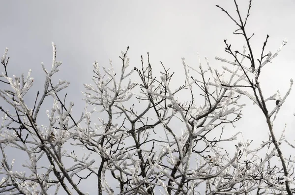 Natura Ghiacciata Inverno Italia — Foto Stock