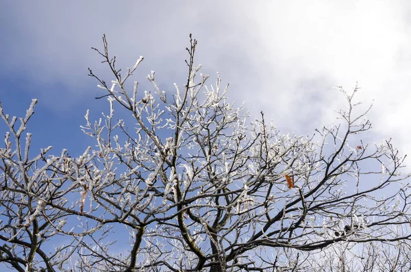 Natura Ghiacciata Inverno Italia — Foto Stock