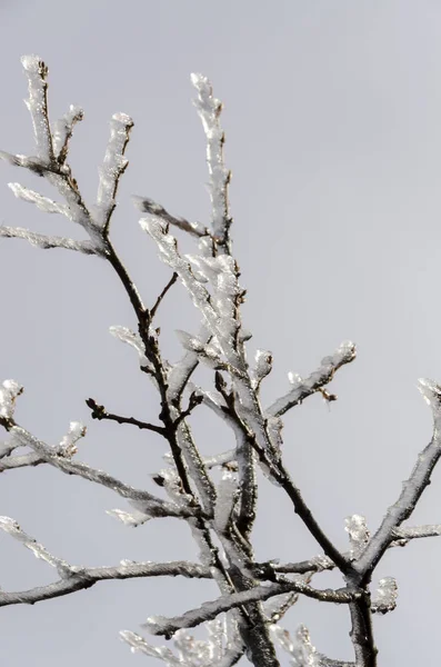 Natura Ghiacciata Inverno Italia — Foto Stock