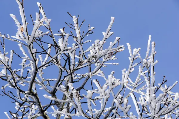 Natura Ghiacciata Inverno Italia — Foto Stock