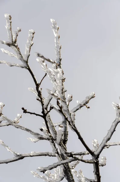 Ледяная Природа Зимой Италии — стоковое фото