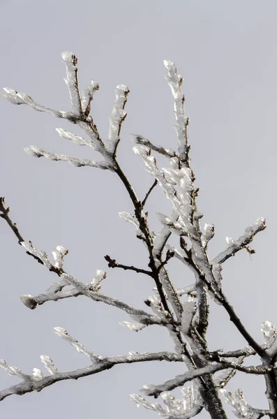 Natura Ghiacciata Inverno Italia — Foto Stock