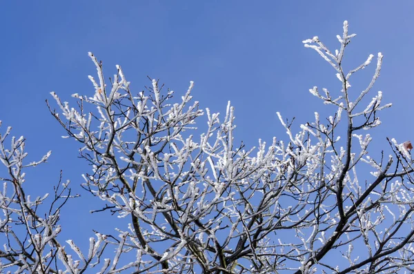 Natura Ghiacciata Inverno Italia — Foto Stock