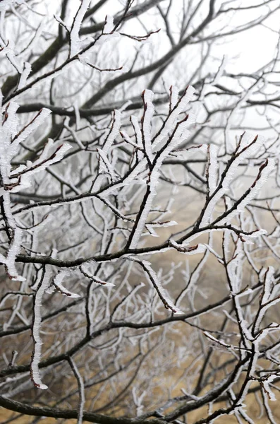 Eisige Natur Winter Italien — Stockfoto