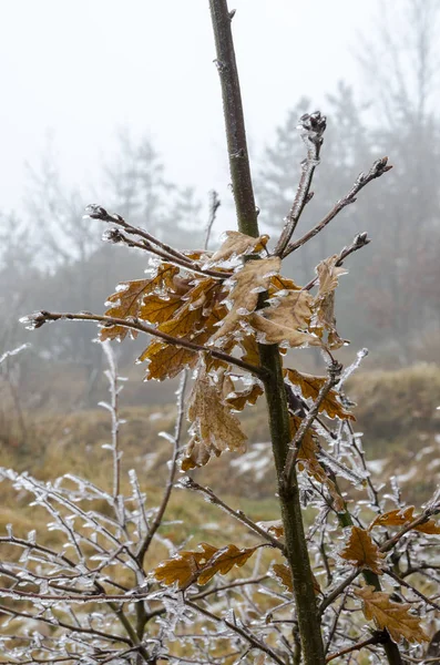 Icy Nature Winter Italy — Stock Photo, Image