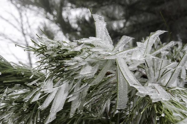 Eisige Natur Winter Italien — Stockfoto