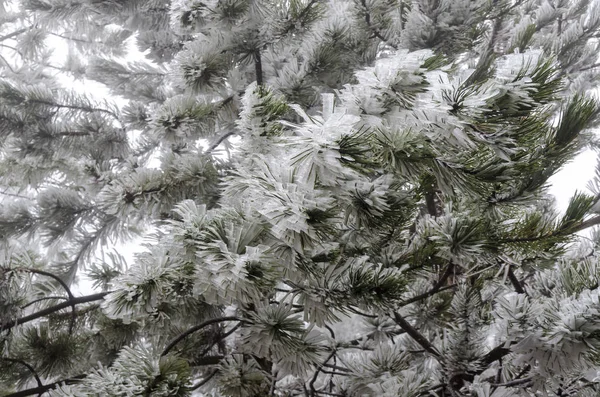 Eisige Natur Winter Italien — Stockfoto