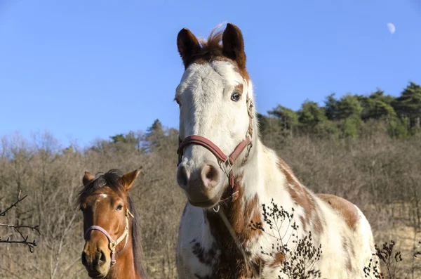 Details Van Een Paard Ligurië Italië — Stockfoto