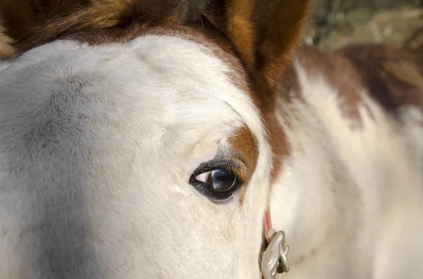 Détails Cheval Dans Ligurie Italie — Photo