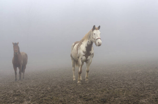 horse in the fog in Liguria in Italy