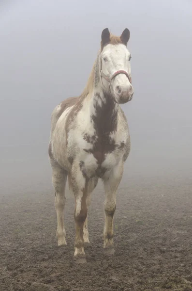 Άλογο Στην Ομίχλη Στη Λιγουρία Στην Ιταλία — Φωτογραφία Αρχείου