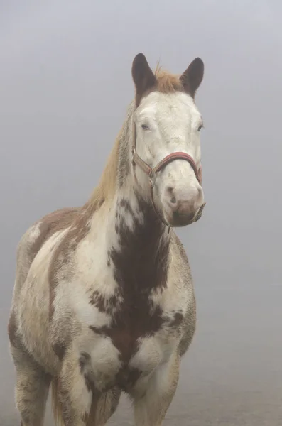 イタリアのリグーリア州の霧の中の馬 — ストック写真