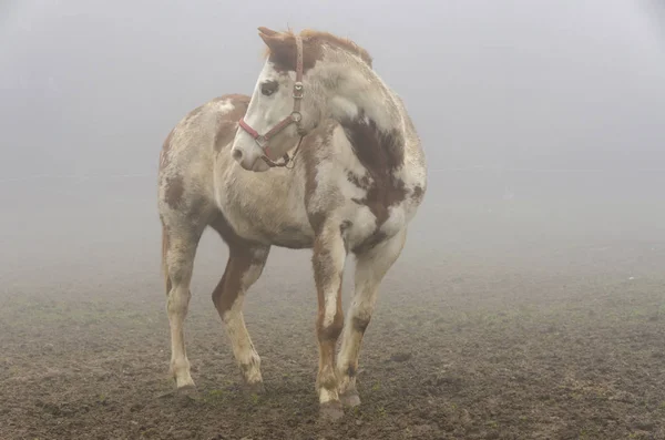 Paard Mist Ligurië Italië — Stockfoto