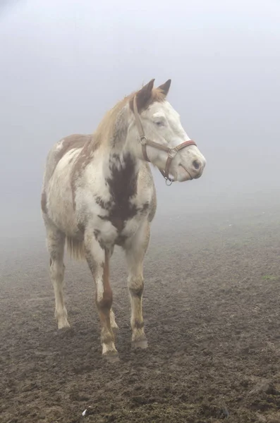 Άλογο Στην Ομίχλη Στη Λιγουρία Στην Ιταλία — Φωτογραφία Αρχείου