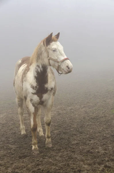 Paard Mist Ligurië Italië — Stockfoto