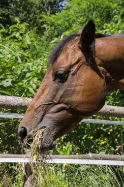İtalya'da Liguria bir çiftlikte at ve tay