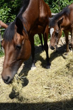 İtalya'da Liguria bir çiftlikte at ve tay