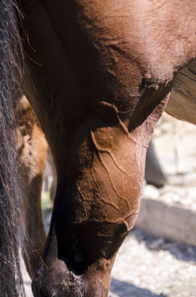 Horse Colt Farm Liguria Italy — Stock Photo, Image