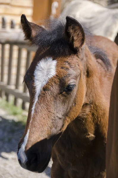 Pferd Und Hengst Auf Einem Bauernhof Ligurien Italien — Stockfoto