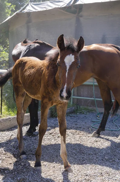 Paard Colt Een Boerderij Ligurië Italië — Stockfoto