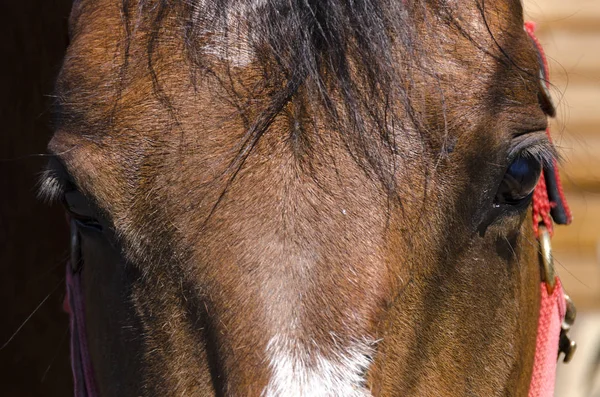 Cavallo Puledro Agriturismo Liguria — Foto Stock