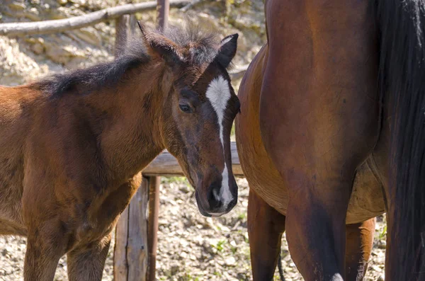 Pferd Und Hengst Auf Einem Bauernhof Ligurien Italien — Stockfoto