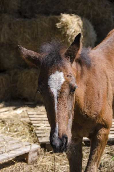 Koń Ogierek Gospodarstwie Ligurii Włoszech — Zdjęcie stockowe