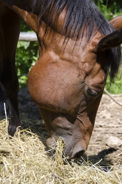 Pferd Und Hengst Auf Einem Bauernhof Ligurien Italien — Stockfoto