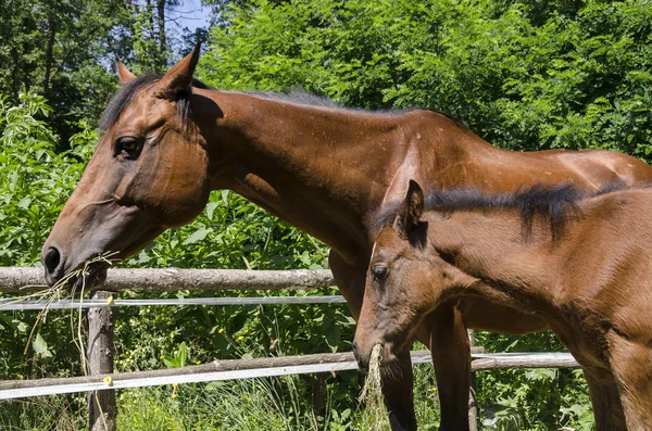 Pferd Und Hengst Auf Einem Bauernhof Ligurien Italien — Stockfoto