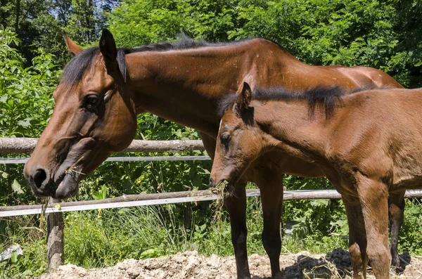 Pferd Und Hengst Auf Einem Bauernhof Ligurien Italien — Stockfoto