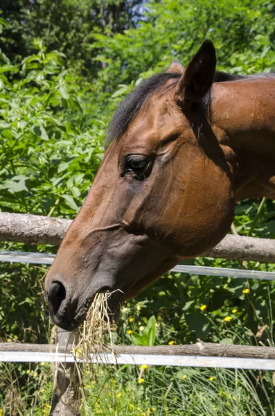 Pferd Und Hengst Auf Einem Bauernhof Ligurien Italien — Stockfoto