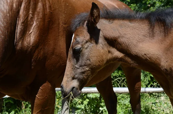 Pferd Und Hengst Auf Einem Bauernhof Ligurien Italien — Stockfoto