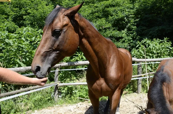 Pferd Und Hengst Auf Einem Bauernhof Ligurien Italien — Stockfoto