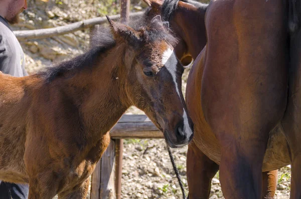 Caballo Potro Una Granja Liguria Italia Imágenes de stock libres de derechos