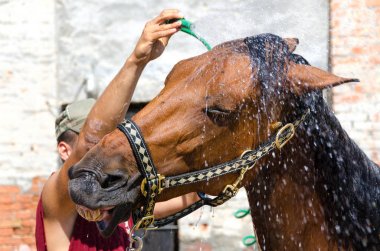 İtalya'da Liguria bir çiftlikte at