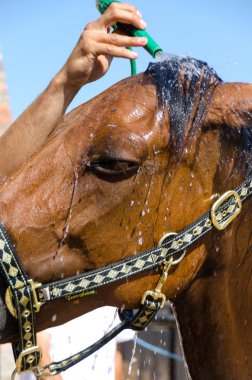 İtalya'da Liguria bir çiftlikte at