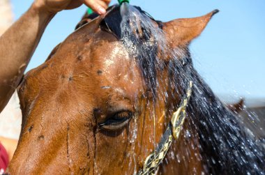 İtalya'da Liguria bir çiftlikte at