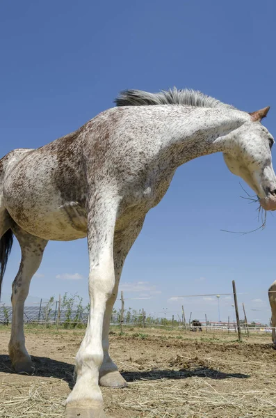 イタリアのリグーリア州の農場で馬 — ストック写真