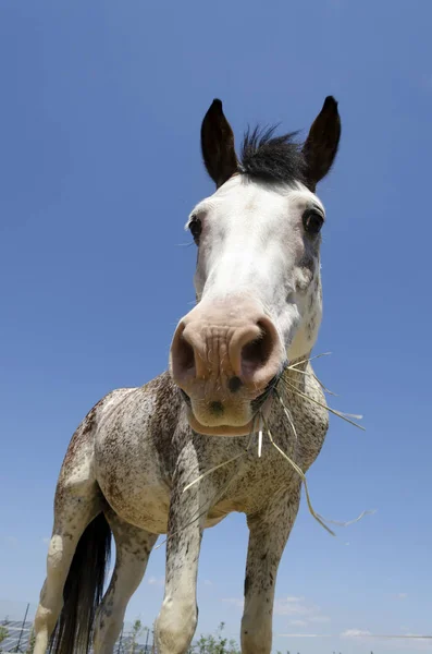 Paard Een Boerderij Ligurië Italië — Stockfoto