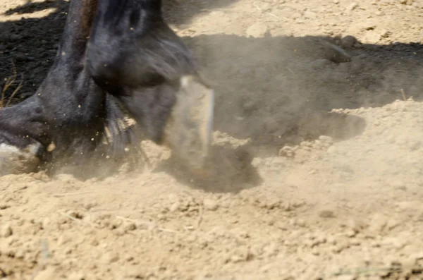 Horse Farm Liguria Italy — Stock Photo, Image