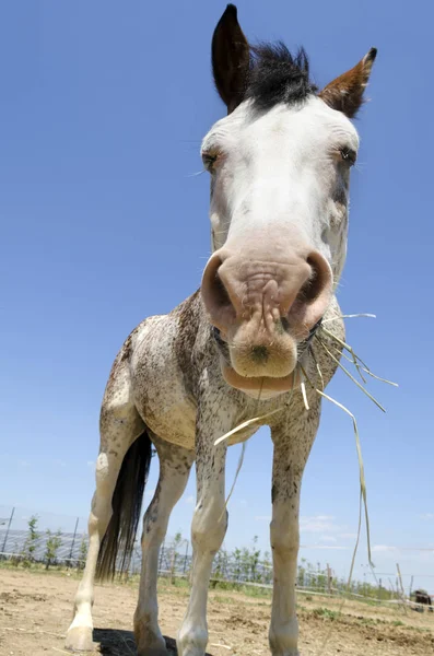 Paard Een Boerderij Ligurië Italië — Stockfoto