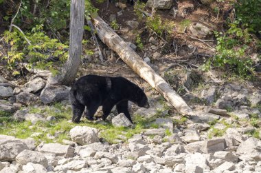Kanada 'da mavi nehir kıyısında kahverengi ayı