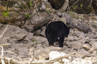 Kanada 'da mavi nehir kıyısında kahverengi ayı