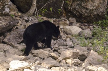 Kanada 'da mavi nehir kıyısında kahverengi ayı