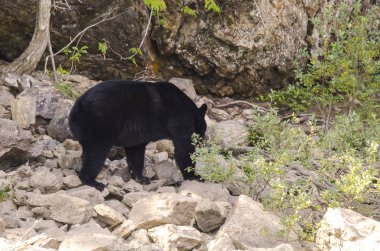 Kanada 'da mavi nehir kıyısında kahverengi ayı