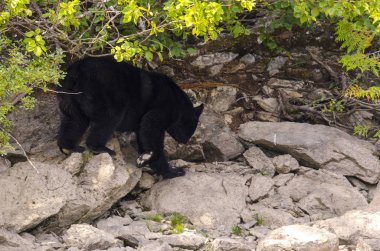 Kanada 'da mavi nehir kıyısında kahverengi ayı