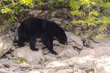 Kanada 'da mavi nehir kıyısında kahverengi ayı
